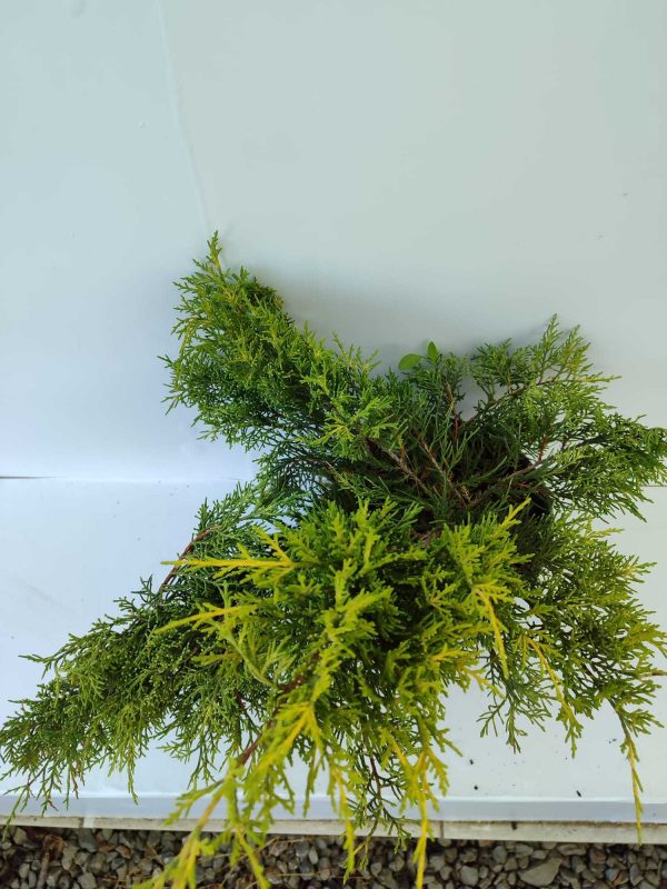 Altuni Ardıç 30-40cm 3 litre