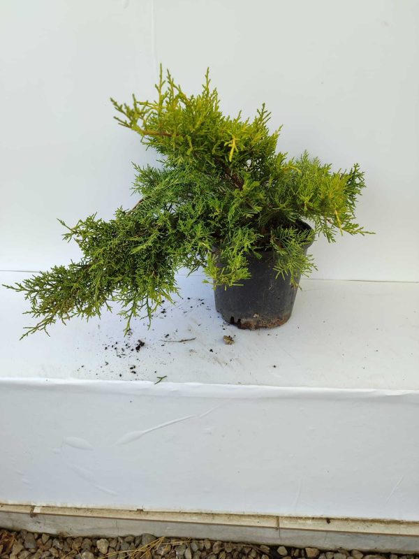 Altuni Ardıç 30-40cm 3 litre