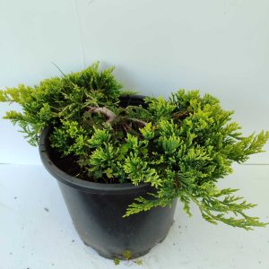 Sarı Sürünücü Ardıç 30-40cm 10 Litre