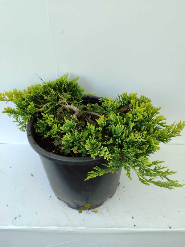 Sarı Sürünücü Ardıç 30-40cm 10 Litre