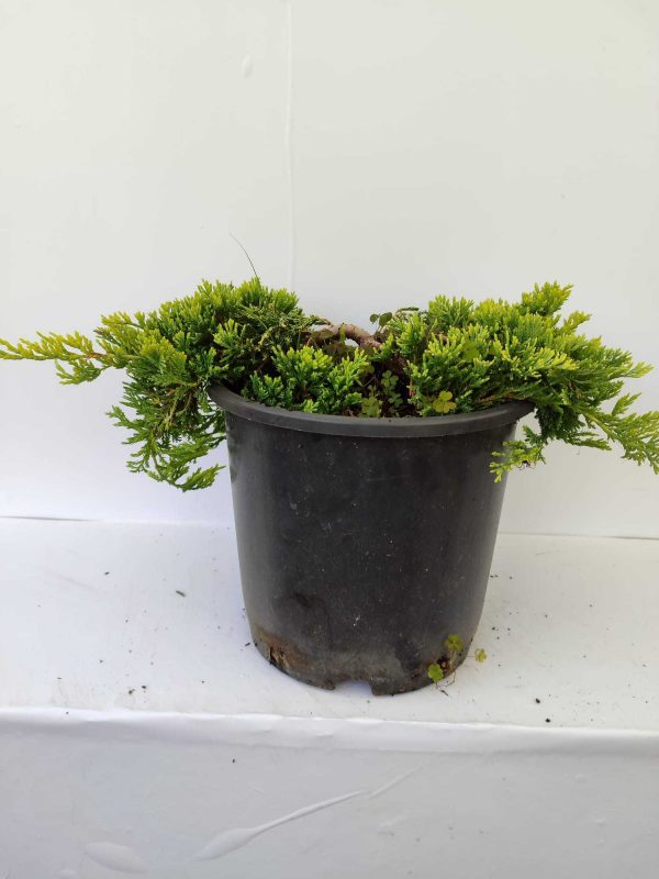 Sarı Sürünücü Ardıç 30-40cm 10 Litre