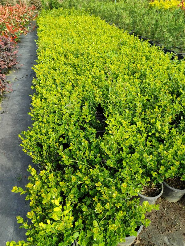 Şimşir 30-40cm 3 Litre 2'li Ekim