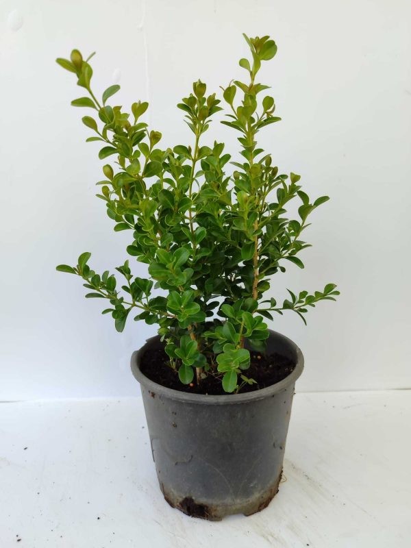Şimşir 20-30cm 3 Litre 2'li Ekim