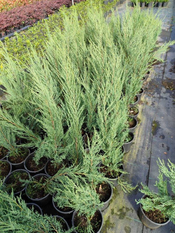 Skyrocket 80-100 cm 3 litre