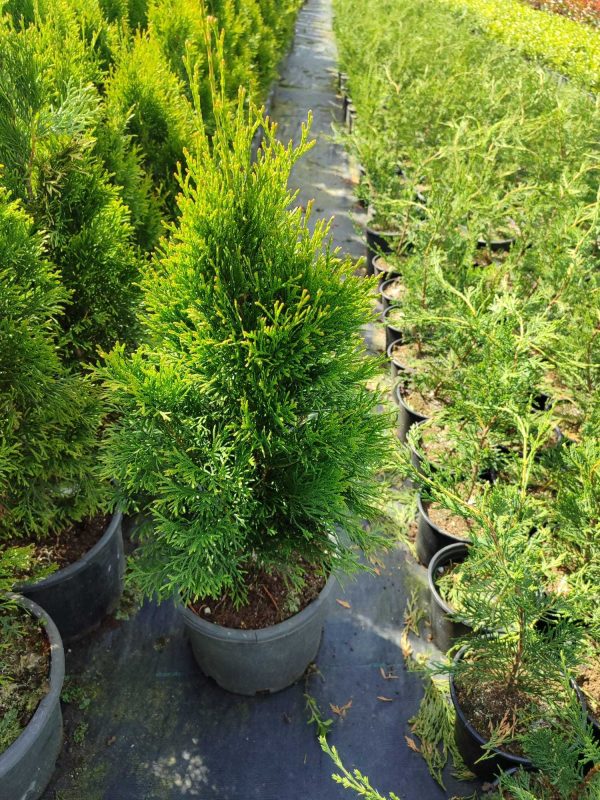 Smargat Mazı 40-60cm 3 litre