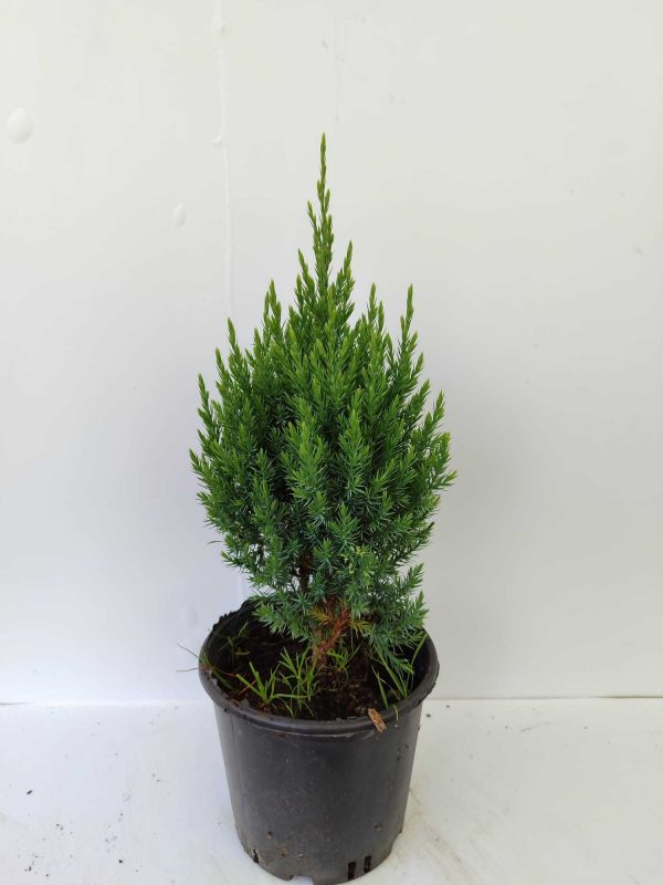 Stricta Ardıç 15-20cm 3 litre