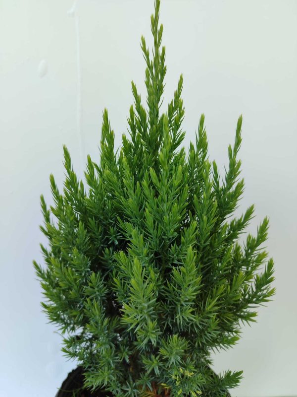 Stricta Ardıç 15-20cm 3 litre