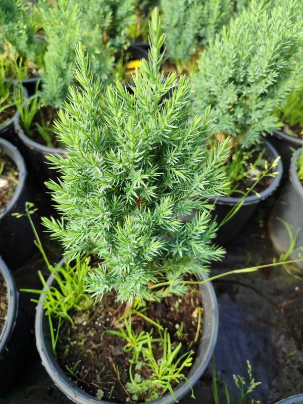 Stricta Ardıç 15-20cm 3 litre