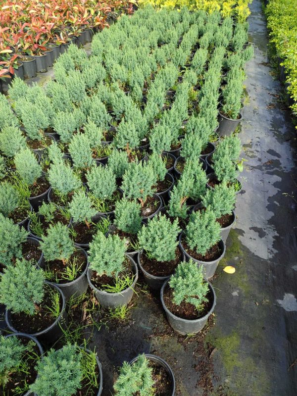 Stricta Ardıç 15-20cm 3 litre