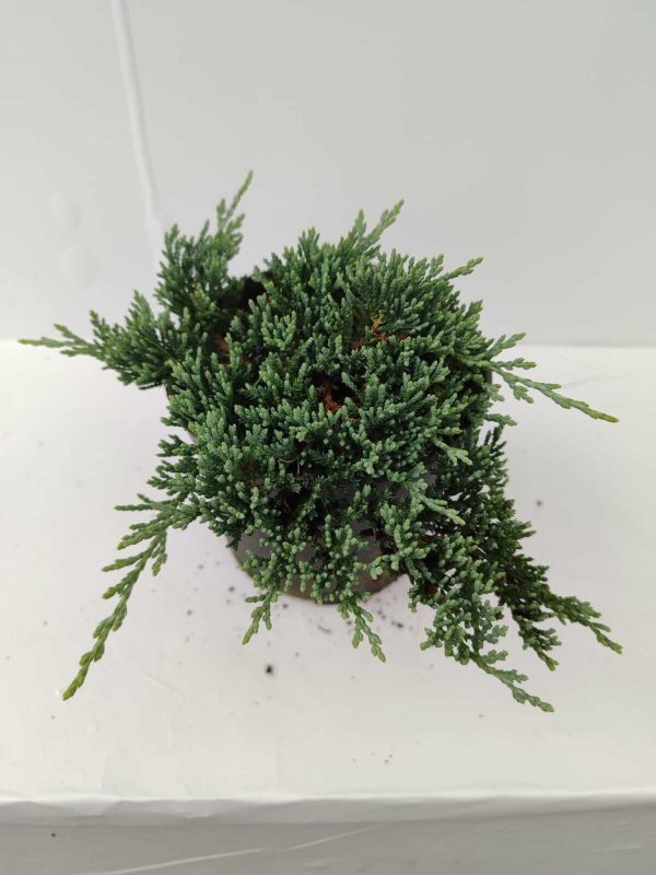 Mavi Sürünücü Ardıç 15-20cm 1 Litre