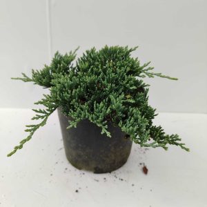 Mavi Sürünücü Ardıç 15-20cm 1 Litre