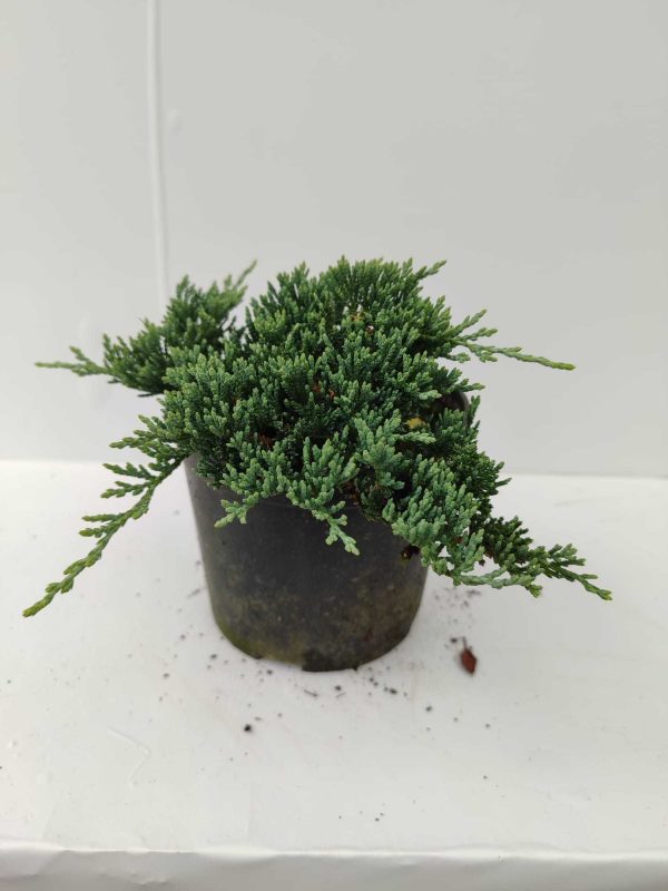 Mavi Sürünücü Ardıç 15-20cm 1 Litre