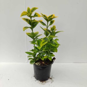 Altuni Taflan 20-30cm 1litre saksı