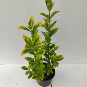 Altuni Taflan 30-40cm 1,5litre saksı