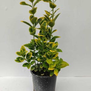 Altuni Taflan 30-40cm 3litre