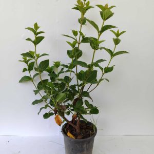 Kış Kartopu (Tinus) 40-60cm