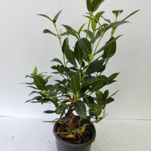 Kış Kartopu (Tinus) 30-40cm