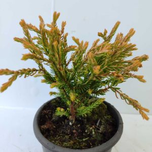 Golden Tuffet 10-15cm 1 Litre