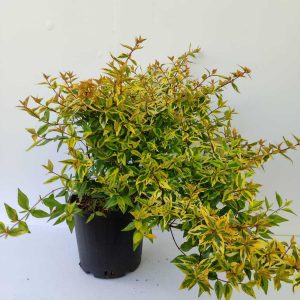 Abelia 30-40cm 3 Litre