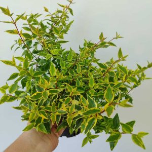 abelia-30-40cm-3