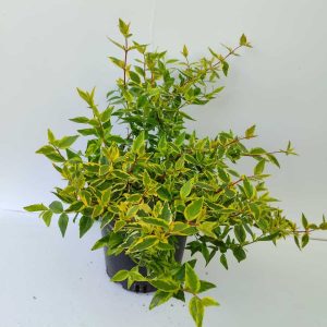Abelia 20-30cm 3 Litre