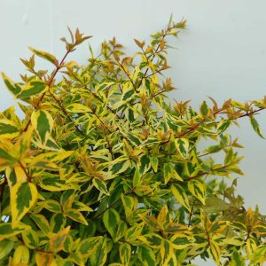 abelia-40-60-2