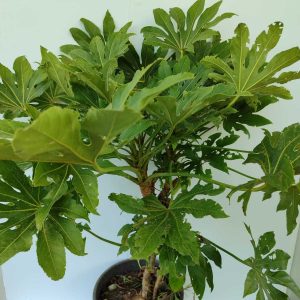 Aralya Fatsia 60-80cm 15 litre