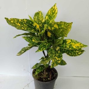 Aucuba Japon Defnesi 30-40cm