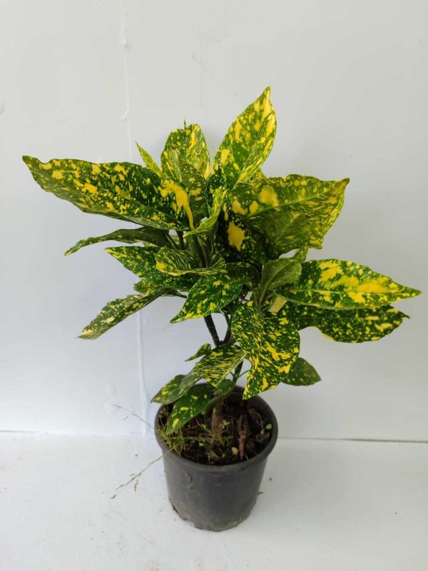 Aucuba Japon Defnesi 30-40cm