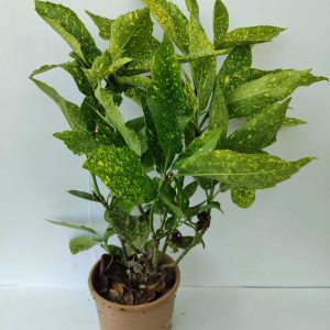 Aucuba Japonica 3 Litre 40-60cm
