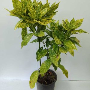 Aucuba Japonica 60-80cm 3 litre