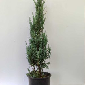 Blue Arrow 100-125 cm 10 Litre