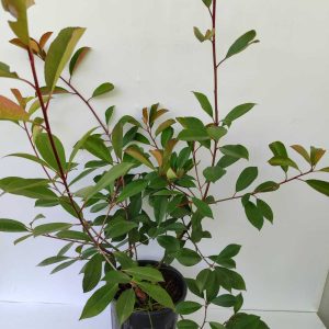 Boylu Alev 80-100cm 10 Litre