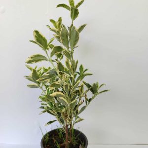 Bravo Taflan 20-30cm 1,5 Litre