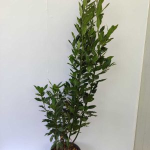 Defne Laurus 80-100cm 8 Litre