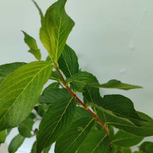 gelin-taci-yesil-2