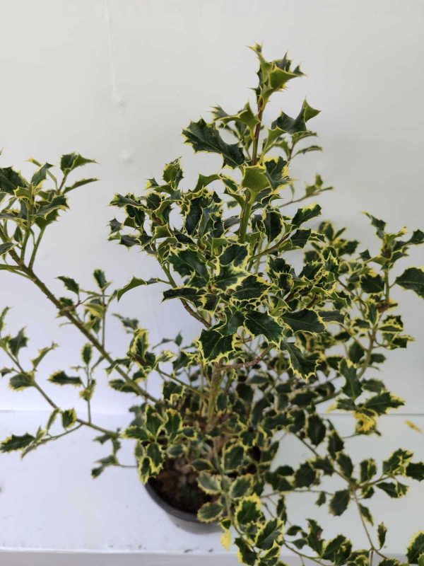 İlex Golden King 100-125cm 10 litre