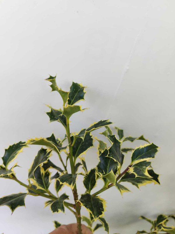 İlex Golden King 100-125cm 10 litre