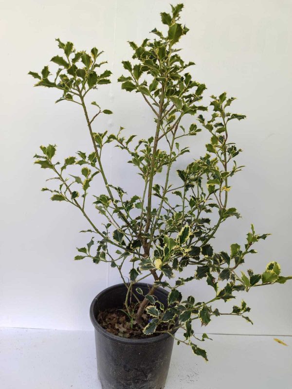 İlex Golden King 100-125cm 10 litre