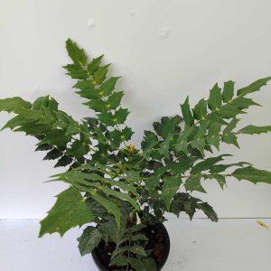 mahonia-2