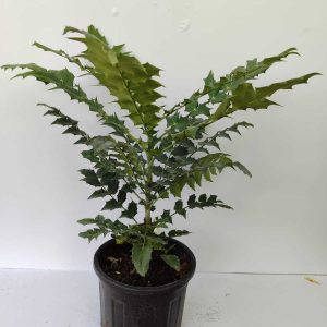 Mahonia 40-60cm 10 litre