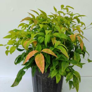 Bodur Nandina 40-50cm 10 litre