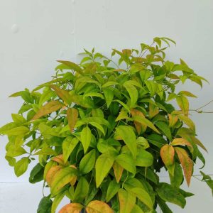 nandina-10litre-2