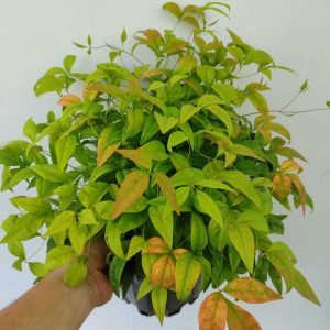 nandina-10litre-3