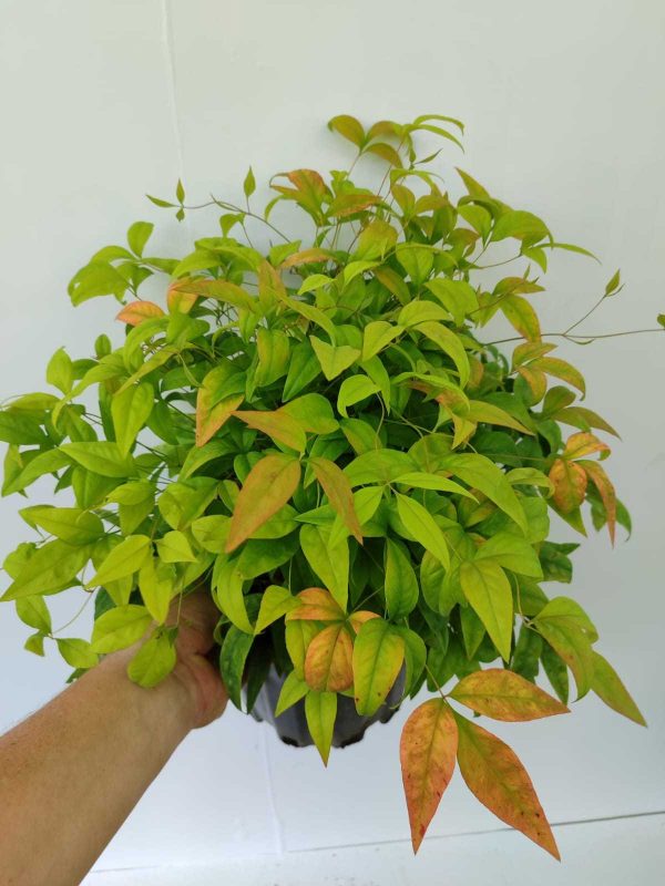Bodur Nandina 40-50cm 10 litre