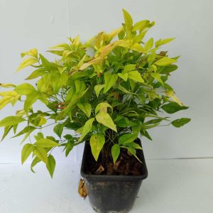 Bodur Nandina 20-30cm 3 litre