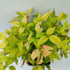 nandina-3litre-2