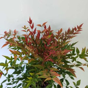 nandina-gulf-stream-2