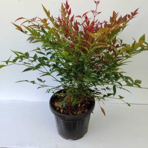 Nandina domestica Gulf Stream 20-30cm 3 litre