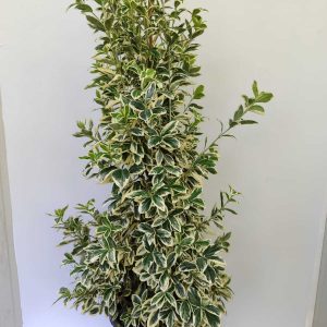 Piramit Bravo Taflan 125-150cm 25 Litre